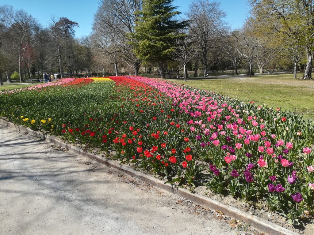 Tulips at Cheverny