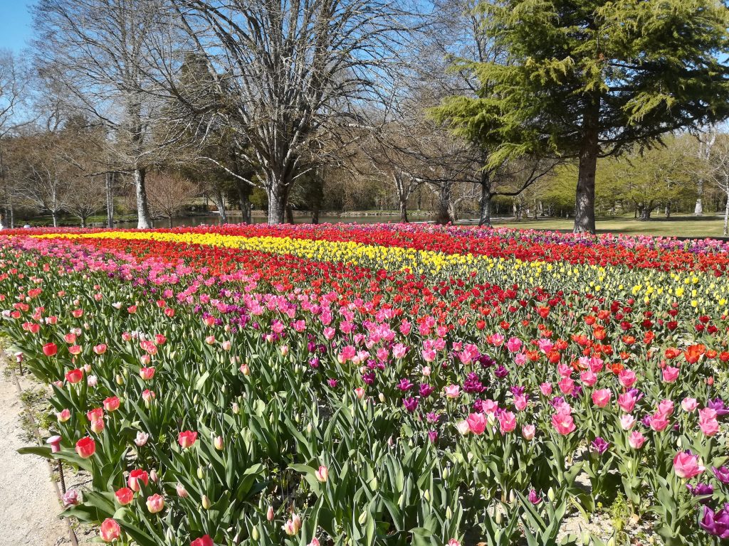 Tulips at Cheverny